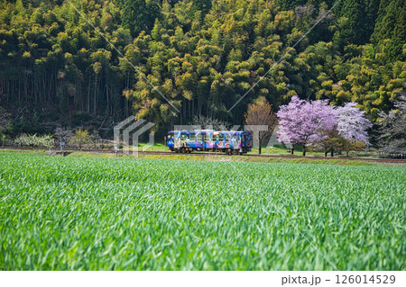 一乗谷朝倉氏遺跡の春 126014529