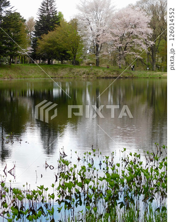 山県市野草園大平沼の春景色 126014552