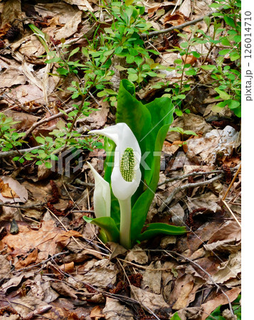 山県市野草園の水芭蕉 126014710