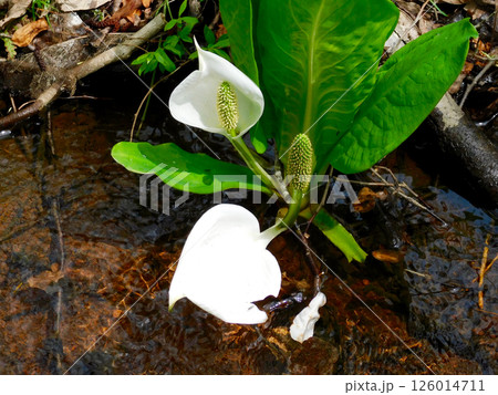 山県市野草園の水芭蕉 山県市野草園の水芭蕉 126014711