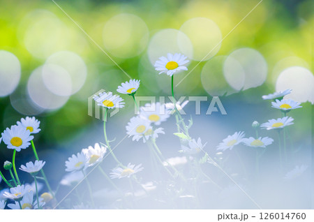 木漏れ日に咲くマーガレット 126014760