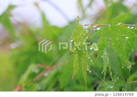 水滴に濡れた葉　朝露に濡れる葉 126014789