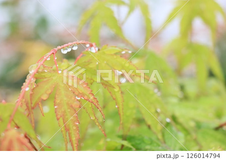 水滴に濡れた葉 朝露に濡れる葉 水滴に濡れた葉 朝露に濡れる葉 126014794