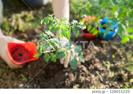 トマトの苗を植える 126015220