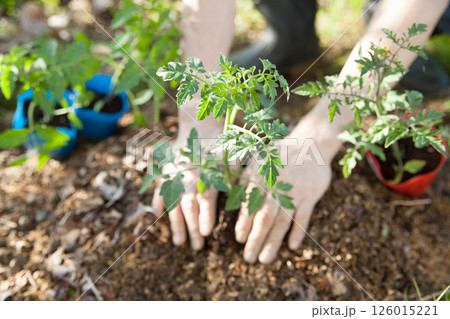 トマトの苗を植える 126015221