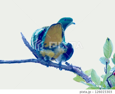 ニューカレドニア固有の鳥、カマバネキヌバト。 ニューカレドニア固有の鳥、カマバネキヌバト。 126015303