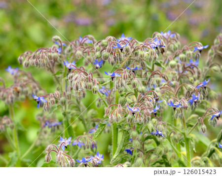 ボリジ ムラサキ科 ボリジ ムラサキ科 126015423