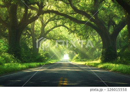 A winding road through a dense forest, illuminated by sunbeams filtering through lush foliage, creating a serene and enchanting atmosphere. 126015558