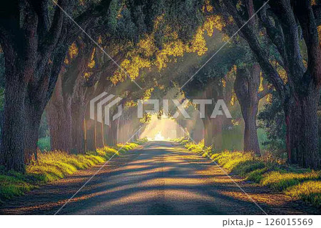 A winding road through a dense forest, illuminated by sunbeams filtering through lush foliage, creating a serene and enchanting atmosphere. A winding road through a dense forest, illuminated by sunbeams filtering through lush foliage, creating a serene and enchanting atmosphere. 126015569