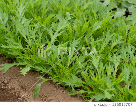 京水菜　 126015707