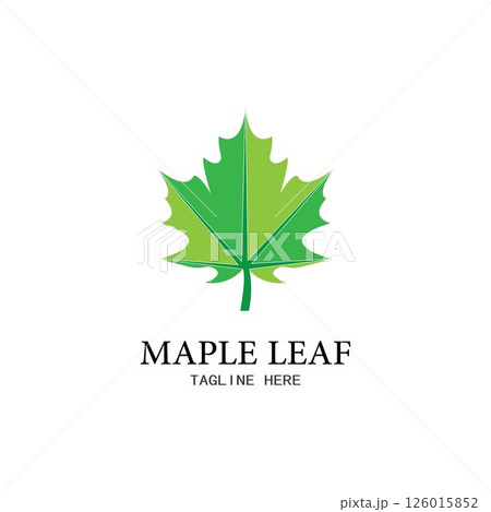 Maple leaf vector illustration Maple leaf vector illustration 126015852