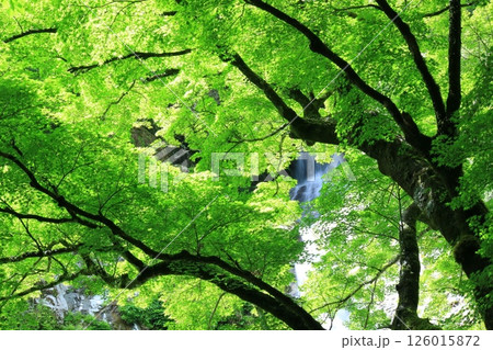 新緑に包まれる六十尋滝 126015872