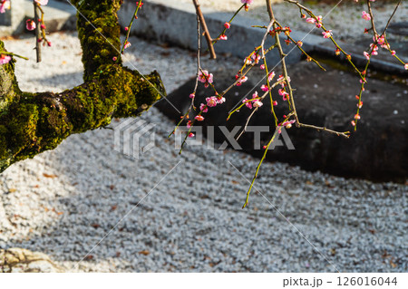 八王子市　春の信松院 126016044