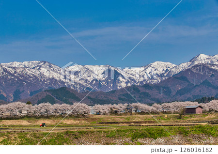 勝山弁天桜と九頭竜河畔の春 勝山弁天桜と九頭竜河畔の春 126016182