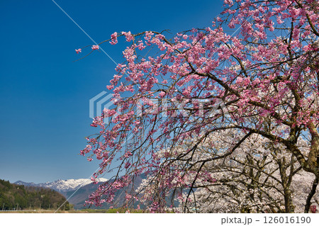 勝山弁天桜と九頭竜河畔の春 126016190