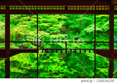 瑠璃光院の新緑と写り込み 126016239