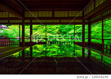瑠璃光院の新緑と写り込み 瑠璃光院の新緑と写り込み 126016240