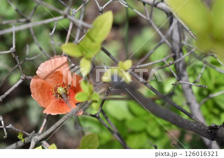鮮やかなオレンジ ヒナゲシの花 鮮やかなオレンジ ヒナゲシの花 126016321