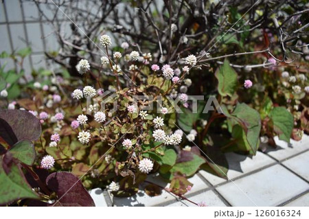 ピンクのつぶつぶ ミズヒキの花 126016324