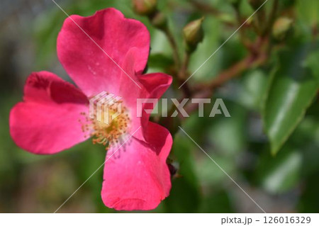 鮮やかなピンクの野バラ 鮮やかなピンクの野バラ 126016329