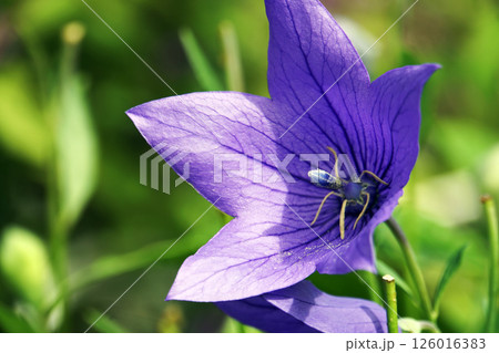秋9月紫色のキキョウの花のクローズアップ 126016383