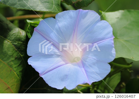 白い花 126016407