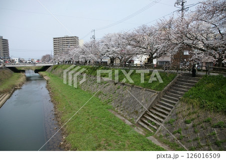 鳥取　四季の散歩　春　桜 126016509