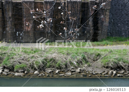 鳥取　四季の散歩　春　桜 126016513