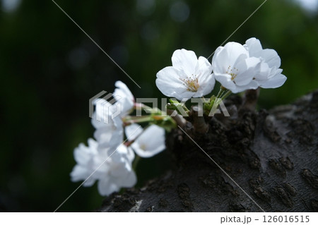 鳥取　四季の散歩　春　桜 126016515