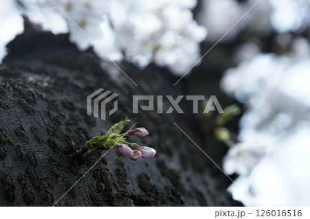 鳥取　四季の散歩　春　桜 126016516
