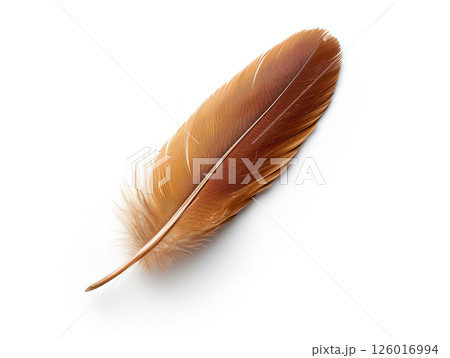 Beautiful bird feather isolated on white background. Minimalist style.  126016994