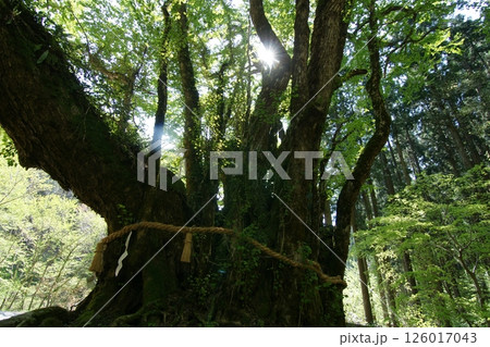 鳥取　四季の散歩　春　カツラの木 126017043