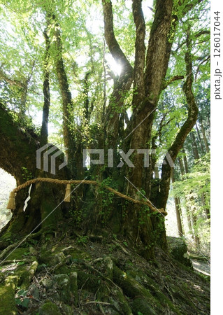 鳥取　四季の散歩　春　カツラの木 126017044