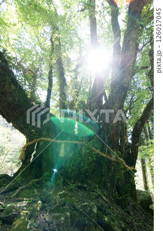 鳥取　四季の散歩　春　カツラの木 126017045