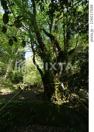 鳥取 四季の散歩 春 カツラの木 鳥取 四季の散歩 春 カツラの木 126017086