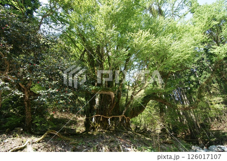 鳥取 四季の散歩 春 カツラの木 鳥取 四季の散歩 春 カツラの木 126017107