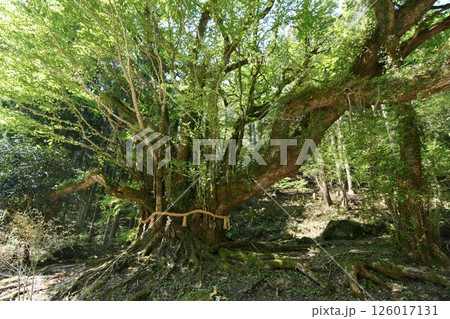 鳥取　四季の散歩　春　カツラの木 126017131