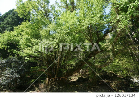 鳥取 四季の散歩 春 カツラの木 鳥取 四季の散歩 春 カツラの木 126017134
