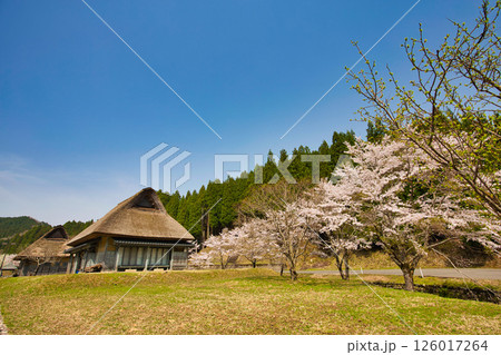 悠久ロマンの杜に春が来る 126017264