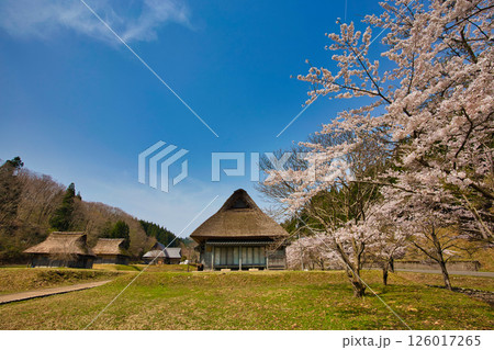 悠久ロマンの杜に春が来る 126017265