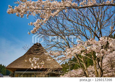 悠久ロマンの杜に春が来る 126017266
