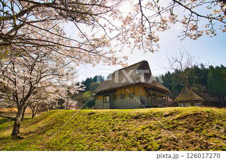 悠久ロマンの杜に春が来る 126017270