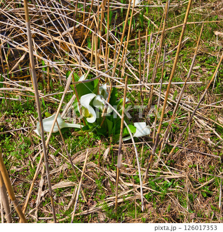 悠久ロマンの杜に春が来る 126017353