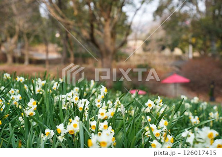 柔らかな光に包まれたスイセン 柔らかな光に包まれたスイセン 126017415