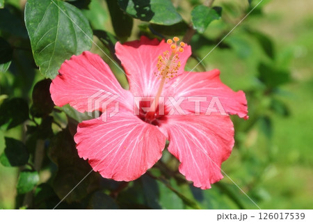 ハイビスカス（沖縄県・うるま市） 126017539