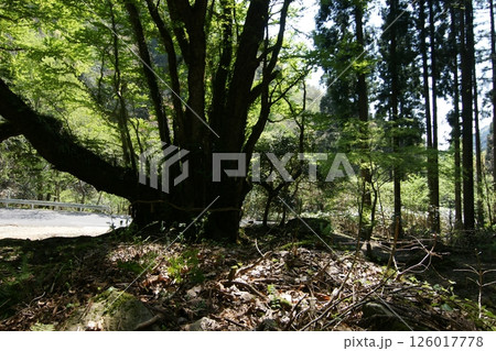 鳥取 四季の散歩 春 カツラの木 鳥取 四季の散歩 春 カツラの木 126017778