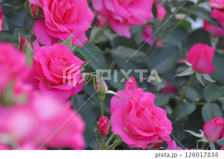 鮮やかなピンクのバラの花のアップ（ローズうらら） 126017838