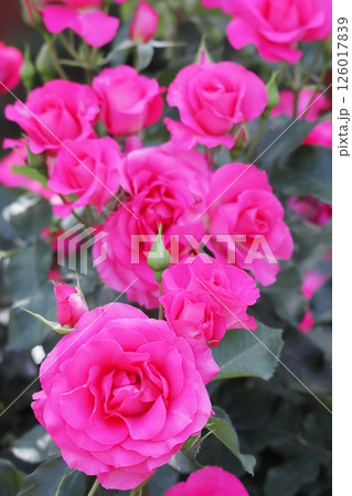 沢山の鮮やかなピンクのバラの花 満開（ローズうらら）縦 126017839