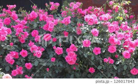 沢山の鮮やかなピンクのバラの花 満開（ローズうらら） 126017843
