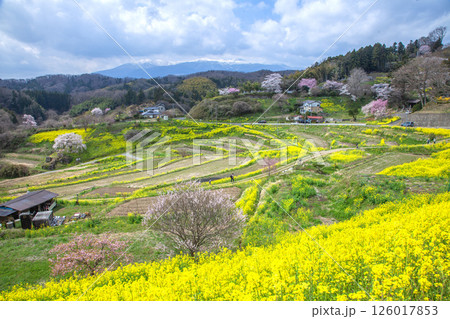 春の西谷棚田 126017853